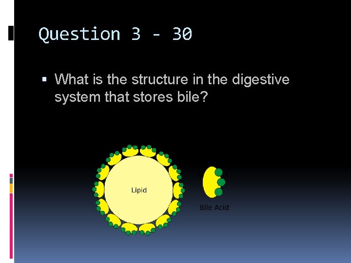 Question 3 - 30 What is the structure in the digestive system that stores