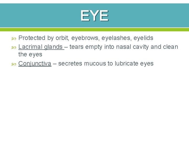 EYE Protected by orbit, eyebrows, eyelashes, eyelids Lacrimal glands – tears empty into nasal