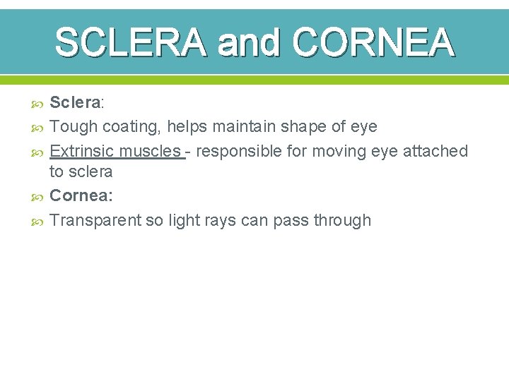 SCLERA and CORNEA Sclera: Tough coating, helps maintain shape of eye Extrinsic muscles -