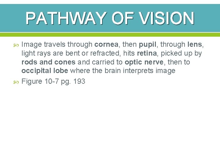 PATHWAY OF VISION Image travels through cornea, then pupil, through lens, light rays are