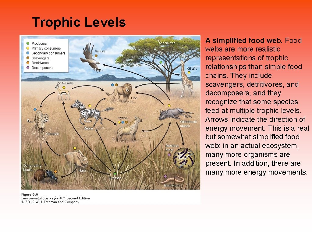 Trophic Levels A simplified food web. Food webs are more realistic representations of trophic