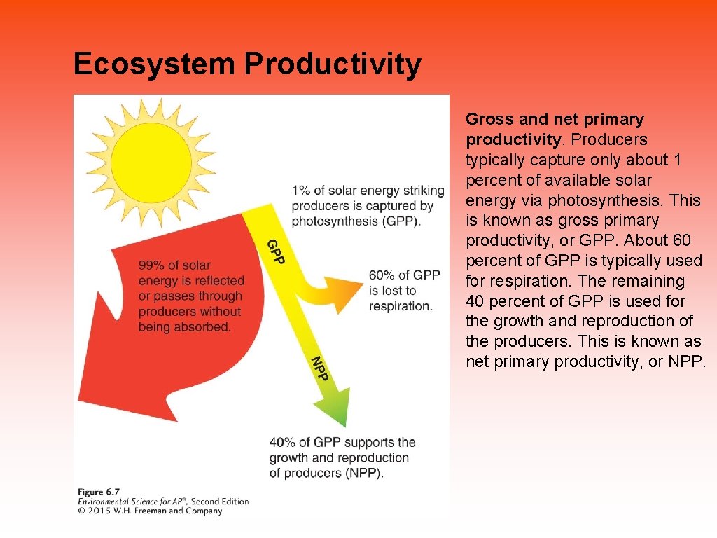 Ecosystem Productivity Gross and net primary productivity. Producers typically capture only about 1 percent