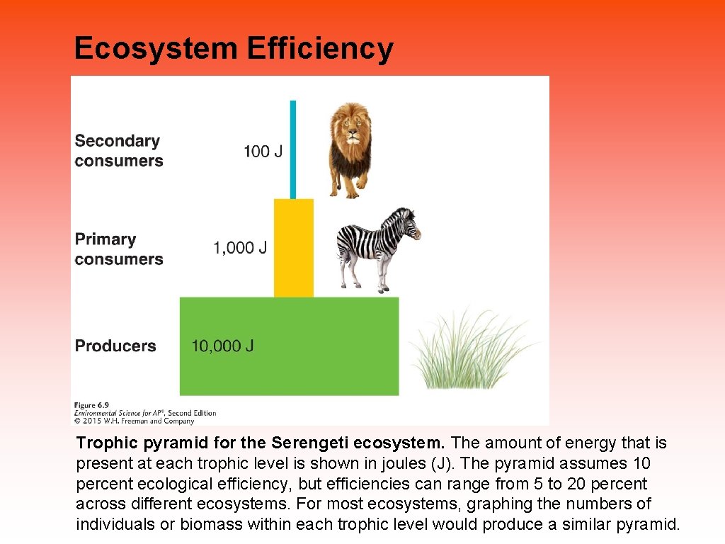 Ecosystem Efficiency Trophic pyramid for the Serengeti ecosystem. The amount of energy that is