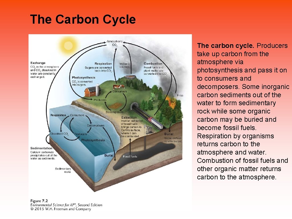 The Carbon Cycle The carbon cycle. Producers take up carbon from the atmosphere via