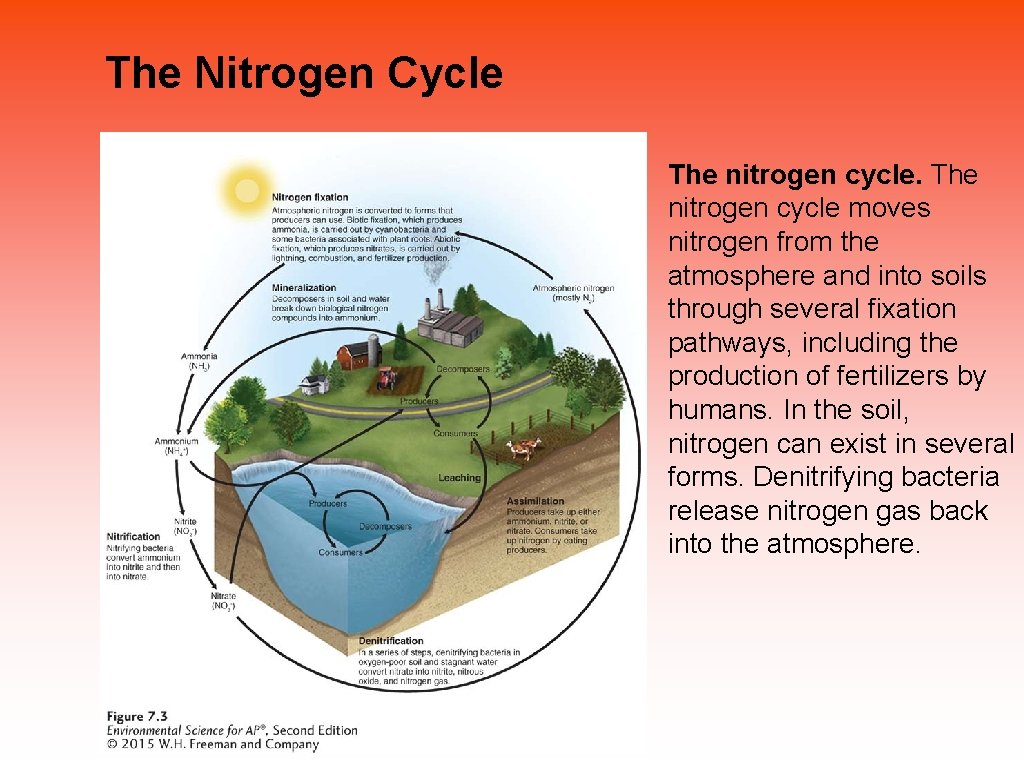 The Nitrogen Cycle The nitrogen cycle moves nitrogen from the atmosphere and into soils