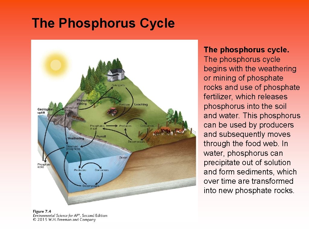 The Phosphorus Cycle The phosphorus cycle begins with the weathering or mining of phosphate