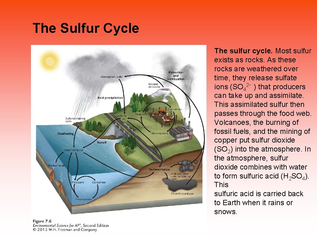 The Sulfur Cycle The sulfur cycle. Most sulfur exists as rocks. As these rocks