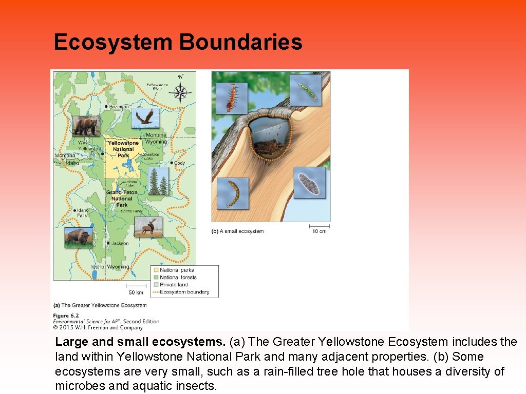 Ecosystem Boundaries Large and small ecosystems. (a) The Greater Yellowstone Ecosystem includes the land