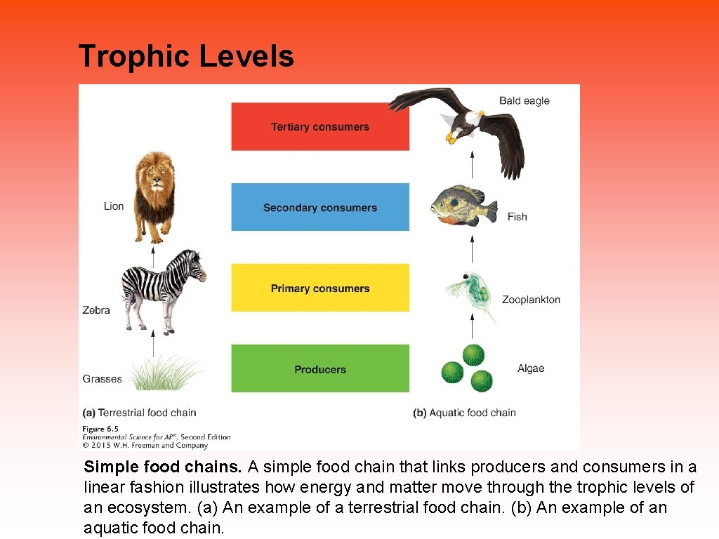 Trophic Levels Simple food chains. A simple food chain that links producers and consumers