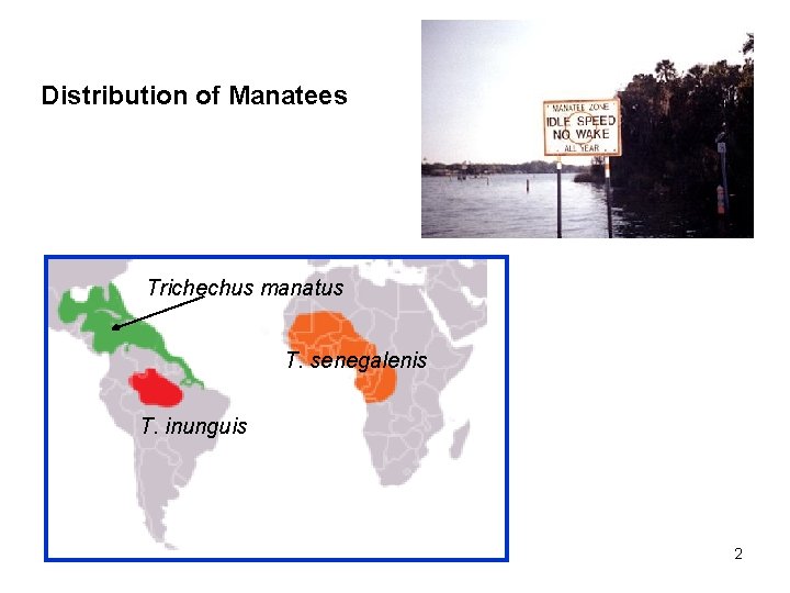 Distribution of Manatees Trichechus manatus T. senegalenis T. inunguis 2 