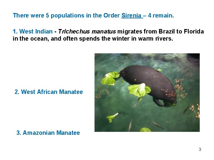 There were 5 populations in the Order Sirenia – 4 remain. 1. West Indian