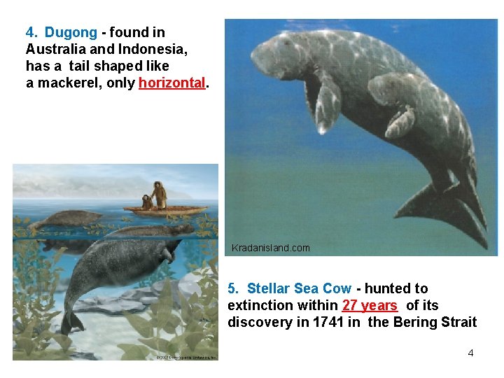 4. Dugong - found in Australia and Indonesia, has a tail shaped like a