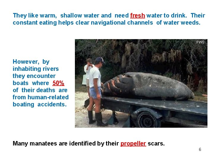 They like warm, shallow water and need fresh water to drink. Their constant eating