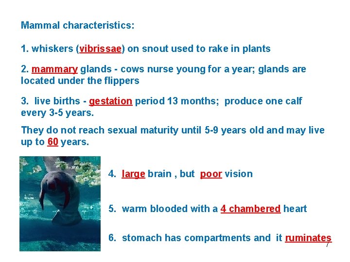 Mammal characteristics: 1. whiskers (vibrissae) on snout used to rake in plants 2. mammary