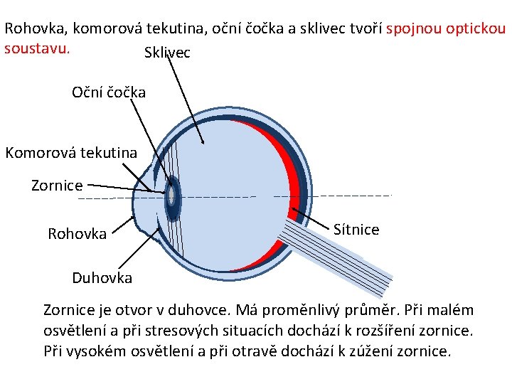 Rohovka, komorová tekutina, oční čočka a sklivec tvoří spojnou optickou soustavu. Sklivec Oční čočka