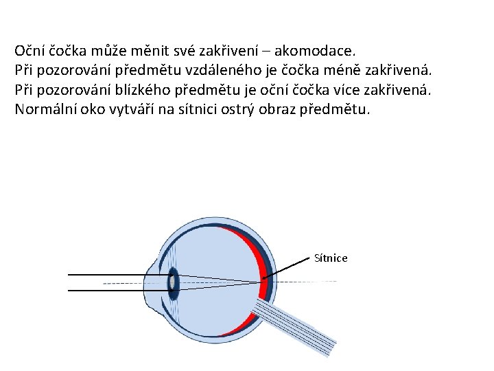 Oční čočka může měnit své zakřivení – akomodace. Při pozorování předmětu vzdáleného je čočka