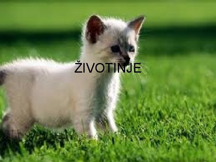 ŽIVOTINJE 