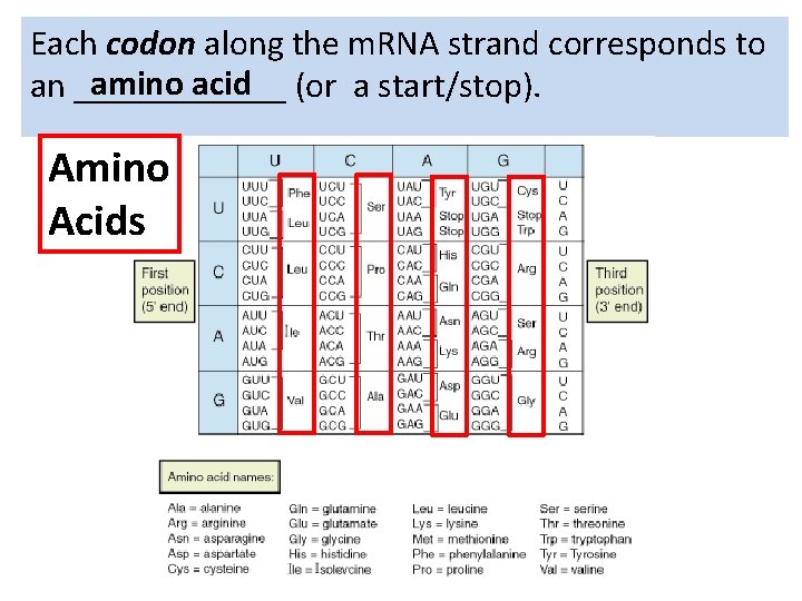 Each codon along the m. RNA strand corresponds to amino acid (or a start/stop).