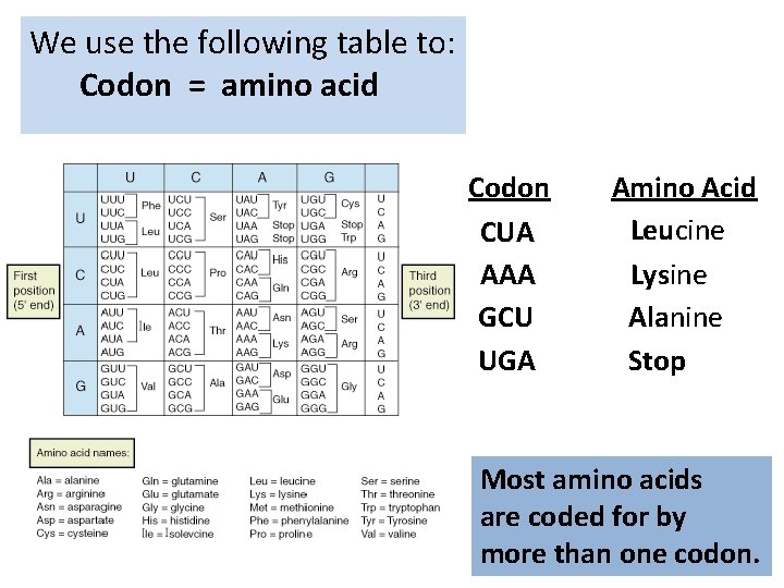 We use the following table to: Codon = amino acid Codon CUA AAA GCU