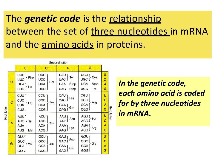 The genetic code is the relationship between the set of three nucleotides in m.