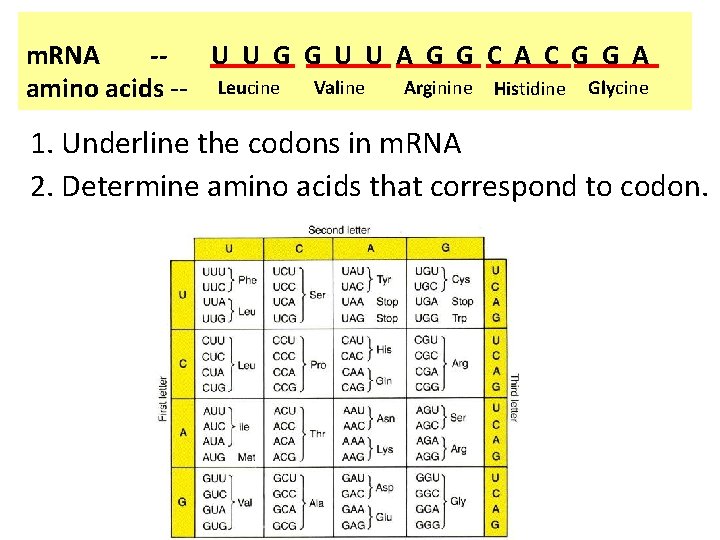 m. RNA -U U G G U U A G G C A C