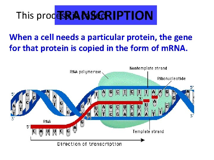 This process is called TRANSCRIPTION When a cell needs a particular protein, the gene