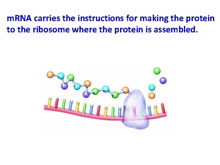 m. RNA carries the instructions for making the protein to the ribosome where the