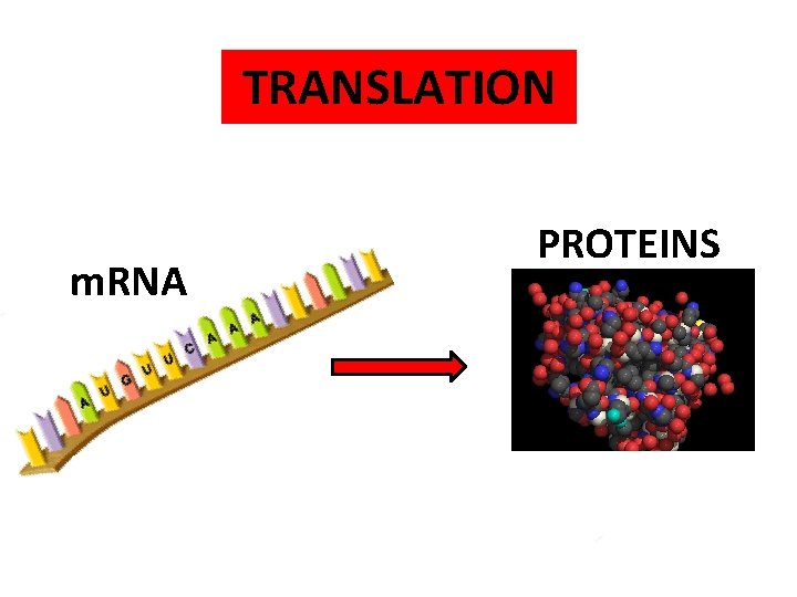 TRANSLATION m. RNA PROTEINS 