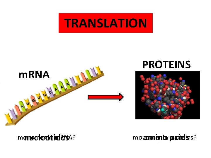 TRANSLATION m. RNA monomer in m. RNA? nucleotides PROTEINS monomer in proteins? amino acids