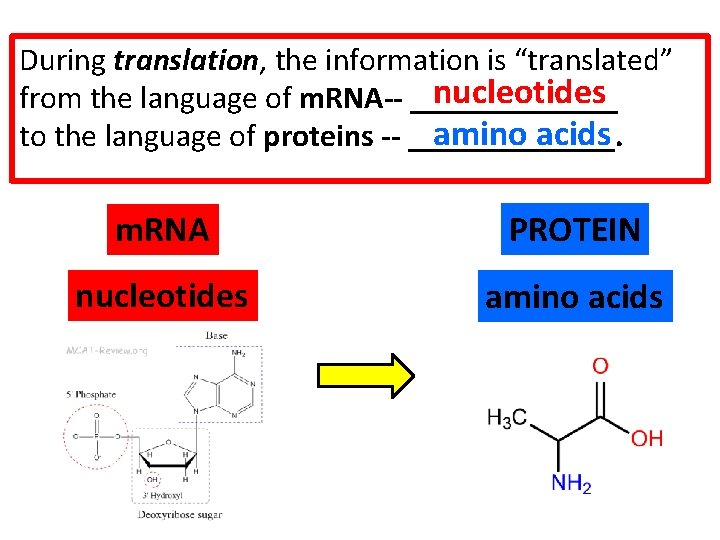 During translation, the information is “translated” nucleotides from the language of m. RNA-- _______