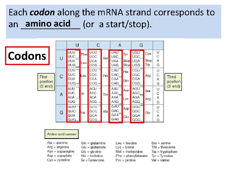 Each codon along the m. RNA strand corresponds to amino acid (or a start/stop).