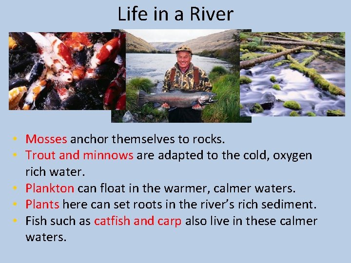 Life in a River • Mosses anchor themselves to rocks. • Trout and minnows