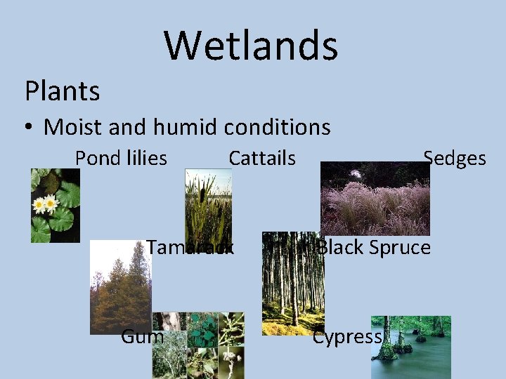 Plants Wetlands • Moist and humid conditions Pond lilies Cattails Tamarack Gum Sedges Black