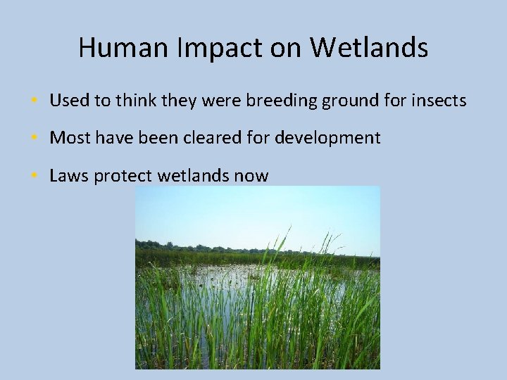 Human Impact on Wetlands • Used to think they were breeding ground for insects