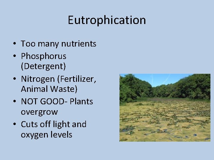 Eutrophication • Too many nutrients • Phosphorus (Detergent) • Nitrogen (Fertilizer, Animal Waste) •