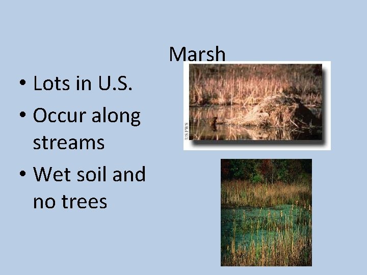 Marsh • Lots in U. S. • Occur along streams • Wet soil and