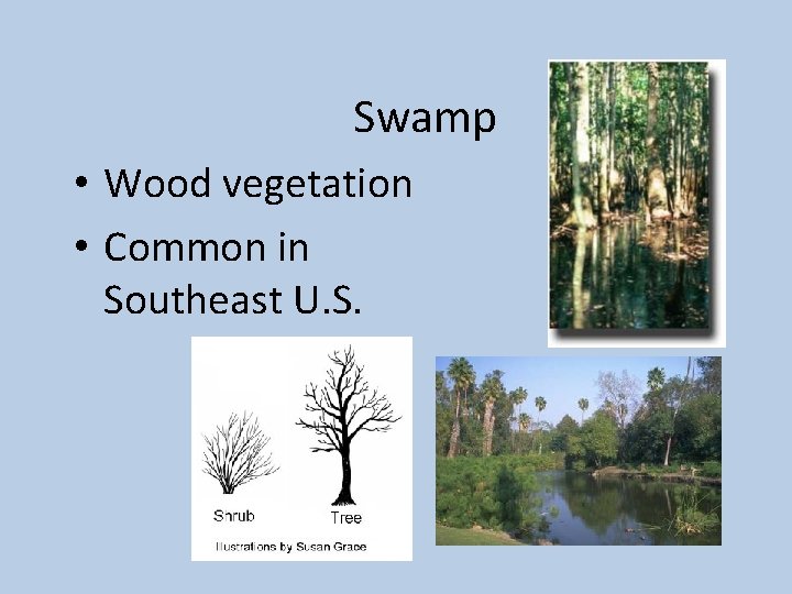 Swamp • Wood vegetation • Common in Southeast U. S. 