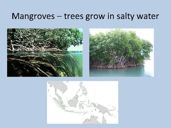 Mangroves – trees grow in salty water 