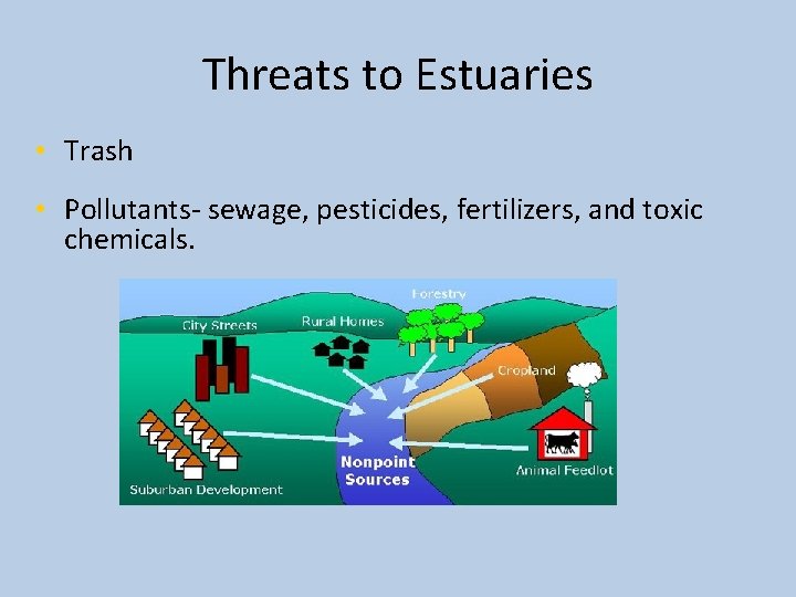 Threats to Estuaries • Trash • Pollutants- sewage, pesticides, fertilizers, and toxic chemicals. 