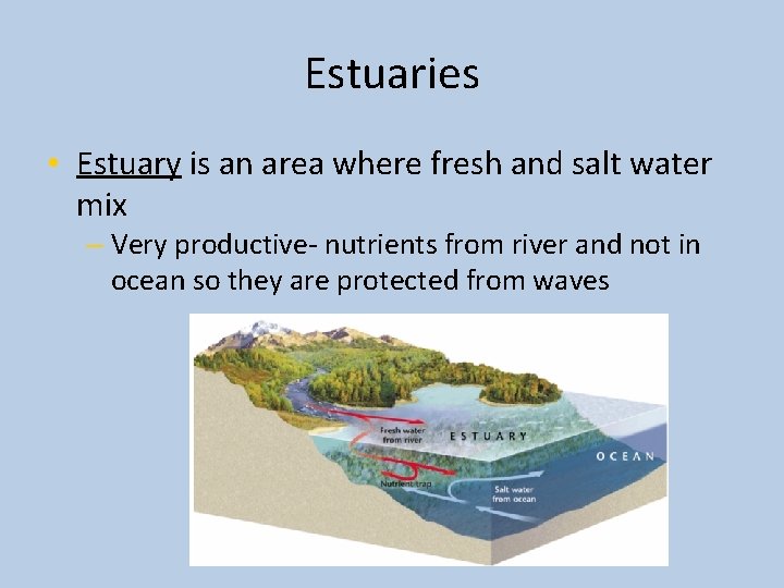 Estuaries • Estuary is an area where fresh and salt water mix – Very