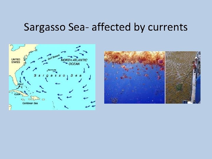 Sargasso Sea- affected by currents 