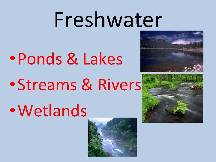 Freshwater • Ponds & Lakes • Streams & Rivers • Wetlands 