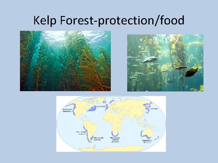 Kelp Forest-protection/food 