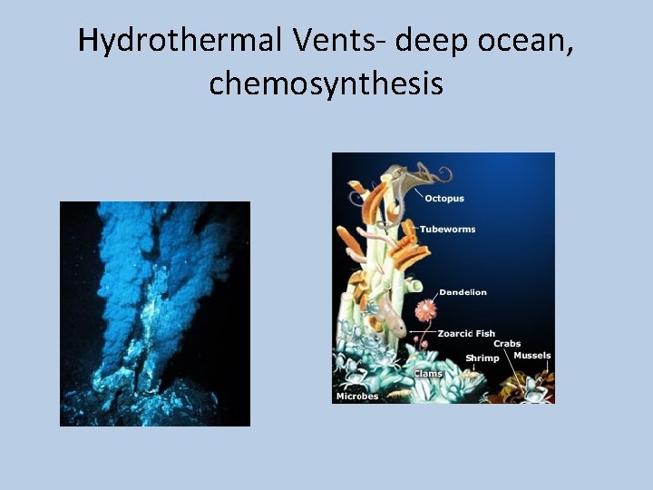 Hydrothermal Vents- deep ocean, chemosynthesis 