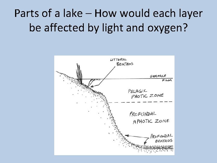 Parts of a lake – How would each layer be affected by light and