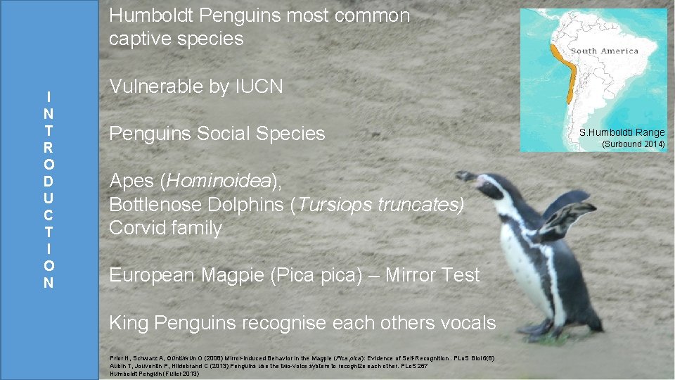 Humboldt Penguins most common captive species I N T R O D U C