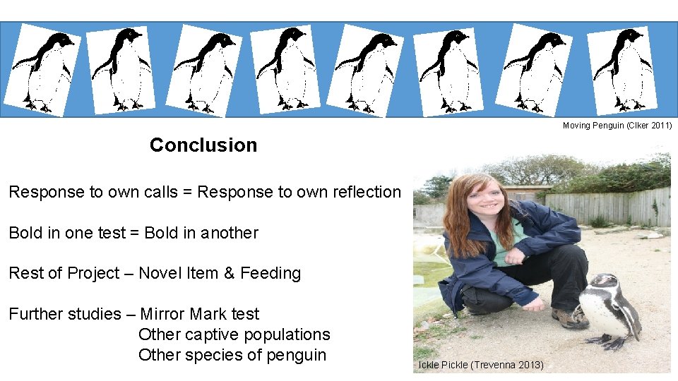 Moving Penguin (Clker 2011) Conclusion Response to own calls = Response to own reflection