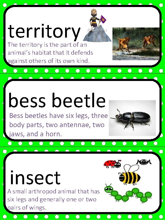 territory The territory is the part of an animal’s habitat that it defends against