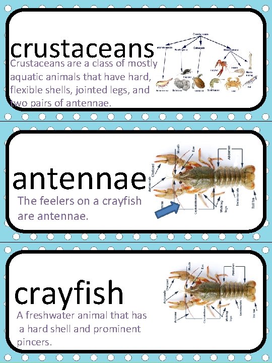 crustaceans Crustaceans are a class of mostly aquatic animals that have hard, flexible shells,