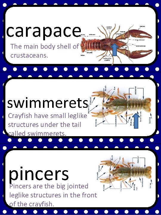 carapace The main body shell of crustaceans. swimmerets Crayfish have small leglike structures under